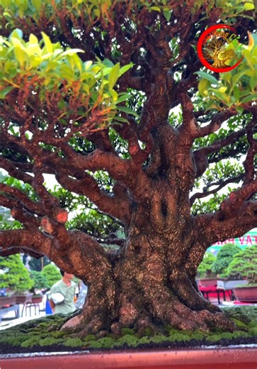 Bonsai Đại đạt giải và trưng bày tại Hội thi Tây Ninh 2026