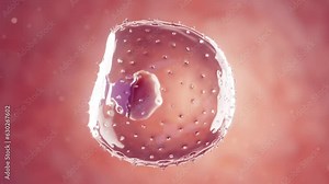 Animation of a 1 week old embryo inside the uterus vídeo de Stock