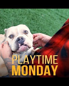1.5K views · 187 reactions | It’s playtime monday! Mondays can be stressful, so Miss Piggy is here to brighten up your day 李 Stay tuned for her story coming very soon! #playtimemonday #adopt #adoptdontshop #dogs #dogrescue #reversedrescue | Boss Farms | Facebook