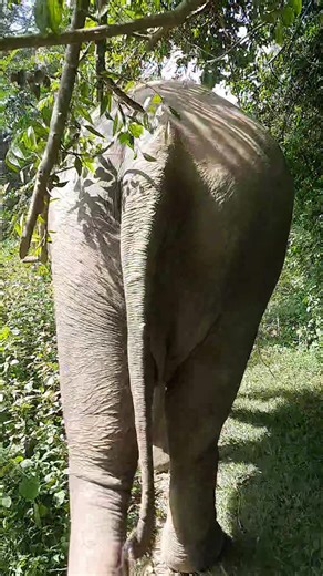 Enjoy the walk with Chopper! #ElephantHavenThailand #kanchanaburi #Respect #stopelephantabuse #noriding #nochains | Elephant Haven Thailand