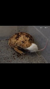 Horned Frog Eats Cute Mouse | Insect Forest