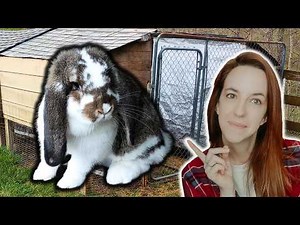 How To Start A Rabbitry The Right Way In 2025