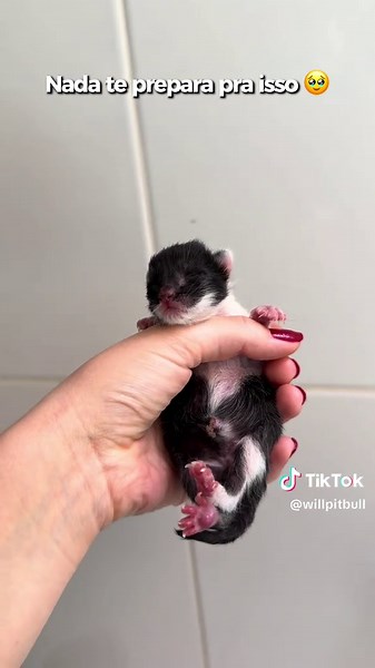 O salto gigantesco do 1 dia para os 40 dias de vida 🥹❤️ Até a mamãe Fátima mudou 😂 Qual dos 4 filhotes é o mais bonito? 👀 Gatinhos com 40 dias de vida 🐈‍⬛ #gato #gatos #gatostiktok #gatosgraciosos #filhote