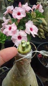 Easy Way to Graft Three-Color Adenium