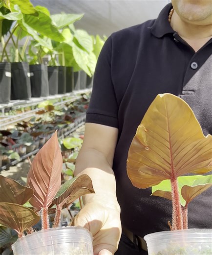 5.8K views · 259 reactions | This is one of our new varieties of #philodendronsquamicaule we call it #philodendronsquamicaulepink the color is very dark pink. | Ecuagenera Araceae | Facebook