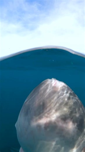 15K views · 276 reactions | Now THAT is a big set of teeth! 麗 The...