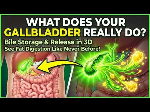 Gallbladder Action in 3D | Bile Storage and Release Explained (Ultra HD Human Body Animation)