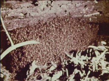 Army Ants: Eciton Bivouac and Social Behavior in Tropical America