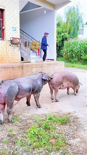 A great partnership between Pig Action@ 14
