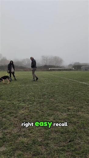 Come vs Here: Which recall command do you use? 🎯 Here's my take: Always use your dog's name as a precursor. When you say their name, their ears should prick up - "Ah, she's about to ask me to do something." Then you give your recall command. I prefer "here" over "come" because at distance, "COME!" can sound harsh - my interpretation. "Here" feels softer That's just my interpretation - but the key is consistency. Pick one command. Use it every time. Make it valuable. Your dog should WANT to come
