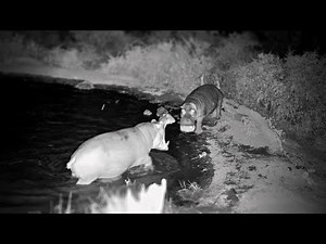 Hippos Scream At Each Other