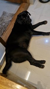 ഉറക്കത്തിലും വാലാട്ടുന്നവൾ 🥰 #fbreelsvideo #dog #fbreels2025ツ | Blacky Lab
