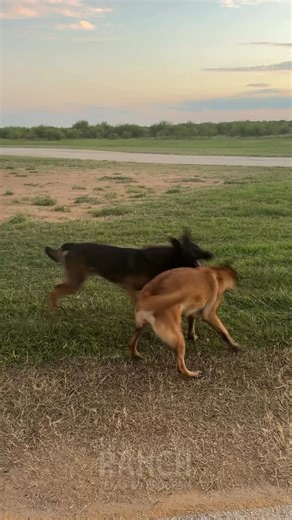 Imagine fully trusting your dog — even off leash. What you’re seeing here isn’t “just play.” It’s confidence, structure, and proper socialization done right. Large, high-energy breeds don’t have to be overwhelming, reactive, or unpredictable. With the right training, they can be calm, balanced, and safe around other dogs — even in high-energy situations. These two Malinois are playing freely with no tension, no aggression, and no chaos because they’ve been taught boundaries, communication, and i