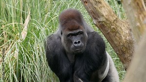 An adult gorilla hiding on the tall grass. The green grass is seen on the back of the gorilla