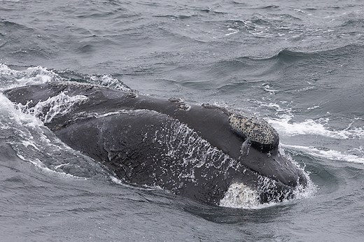 Recent Sightings of Highly Endangered Eastern North Pacific Right Whales Raise Hope for Recovery