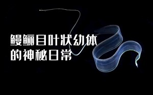鳗鲡目叶状幼体的神秘日常