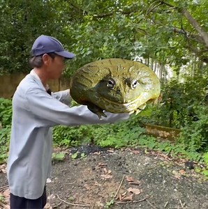 Xuất hiện con ếch nặng hơn 10 kg khiến chú tá quả | Huynh Kha Vlog