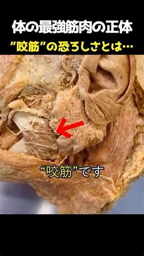 The true identity of the strongest muscle in the body: The terrifying masseter muscle...