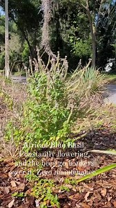 6.2K views · 324 reactions | African Blue Basil. #floridagardening #floridalife #savethebees #beeplants #lowmaintenancegarden #herbs | Happiness In Your Life | Facebook