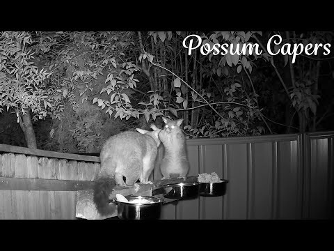 Baby Possums Stands Up To An Adult Male.