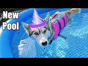 My Husky Has a Swimming Pool Party For Her Birthday!