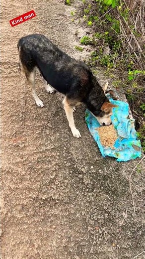Innocent Dog Eating Rice 😍 | Must-See Cute Video