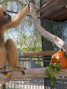Gibbon Conservation Center on Reels