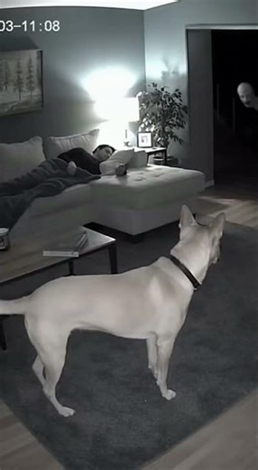 CCTV Captures Dog Alerting Owner To Creepy Figure #horror #creepy #scary #ghost #fyp #explore