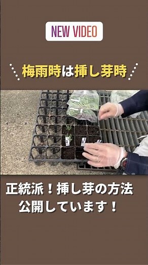 梅雨時は挿し芽時「正統派！挿し芽の方法」を公開中！ #菊の挿し芽 #菊の挿し木 ＃菊の栽培方法 #shorts