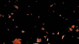 Animated background of blowing leaves. There is also a matte so that the leaves can be composited over your own footage.