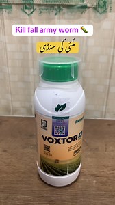 5.9K views · 65 reactions | Voxtor insecticide is very good at killing fall army worm in corn/maize crop at any stage | ferti l science | kissanghar | just visit our website for latest price details and for orders www.kissanghar.pk free delivery  #kisanghar #voxtor #fallayworm #fertiscience #crop #maize #corn #flubenzuron #insecticide #acericide #mites #shoptfly #farming #agriculture #ag | Kissan Ghar | Facebook