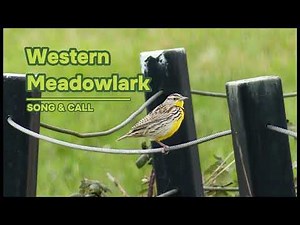 Western Meadowlark - Song & Call
