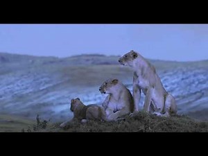 Largest Lion Species: Panthera Atrox