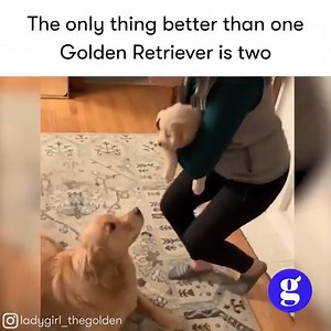 💕💕💕 | Good Dog