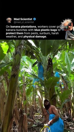 Why Bananas Wear Blue Bags 🍌