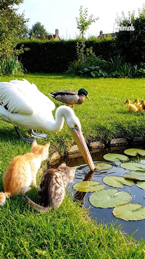 The Pelican Totally Surprises the Duck and Cat