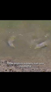 Ever wondered how dolphins find and catch their prey? 🐬👀 Watch this amazing hunting technique in action! | animal world