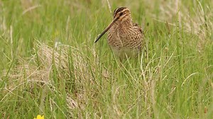 112K views · 12K reactions | Calling Snipe North Uist Outer Hebrides, Western Isles Scotland | Ron McCombe Wildlife Photography | Facebook