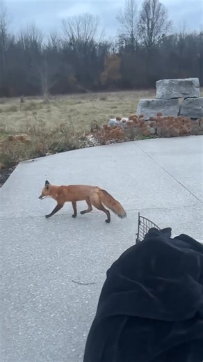 The hit by car vixen send to us by the niagara_spca is back where she belongs. Much thanks to one of our amazing volunteer drivers of bringing her back home. Watch here go…. #wildlifebelongsinthewild | Hobbitstee Wildlife Refuge