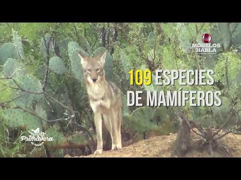 Conoce la fauna silvestre de Morelos