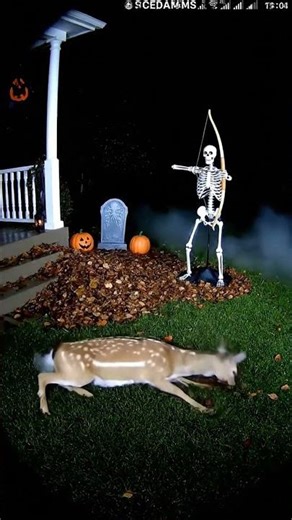 The Fallow Deer Pronk Fail