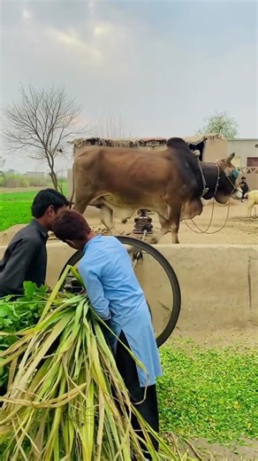 Oxen's operating chaff cutter|Gear Toka machine|old technology|My village #tokamachine #myvillage