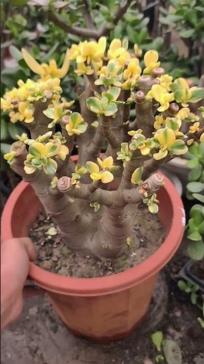 Pruning Your Jade Plant for Explosive Growth!