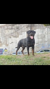 . Multi Champion . TARO DE LA CORTE CANINA 🏆 🇩🇪 A.D.R.K - Allgemeiner Deutscher Rottweiler-Klub e.V. 52* Klubsieger-Zuchtschau 2024 🇩🇪 clase Campeones con la clasificación de ( V ) EXC🎖 Juez: Claudia Meixner Representante del Rottweiler Español en Alemania 40* Exposición Monografica del Club Rottweiler de España -XL Klubsieger-Zuchtschau C.R.E 2024 🇪🇸 Exc 1º Champion Class 🏆 🏆 CAMPEON DE PORTUGAL 🇵🇹 🏆 AUSLANDSIEGER R.C.P 2023 Portugal 🇵🇹 🏆 CAMPEON DE ESPAÑA JOVEN 🇪🇸 🌎 F.C.I 💥