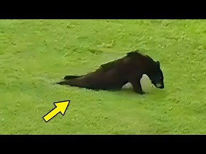 Dying Bear With Broken Leg Enters Village & Begs For Help. What Happens Next Is Unbelievable!