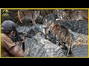 Hardest Hunt in California? Lynx Pursuit with Guns Through the State’s Wildest Terrain