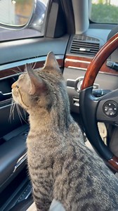 We are on our way to aunt Jenny’s house for Christmas. She was a hit at Starbucks #tabithawest | Larry West Jr