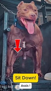 Ton chien a déjà pratiqué cet exercice ? Oui ou non ? 🧐🧐🧐 | Fazio's Red warriors ODIN & SASHA - Pitbull UKC