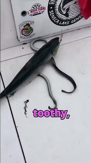 This Fish Sucks Blood with a Tooth-Filled Mouth 😳 | Sea Lamprey