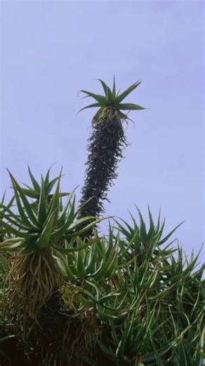 Celebrating 23 Years of Dashboard Confessional's So Impossible EP